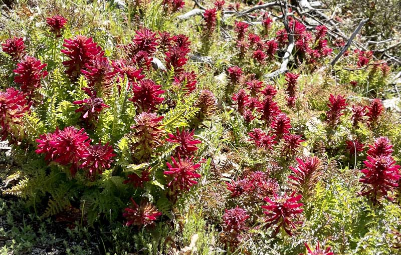 n_Indian Warriors.jpg